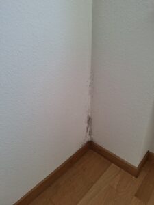 Schimmelsanierung Maler SG