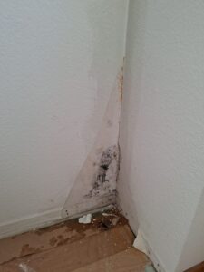 Schimmelsanierung St. Gallen