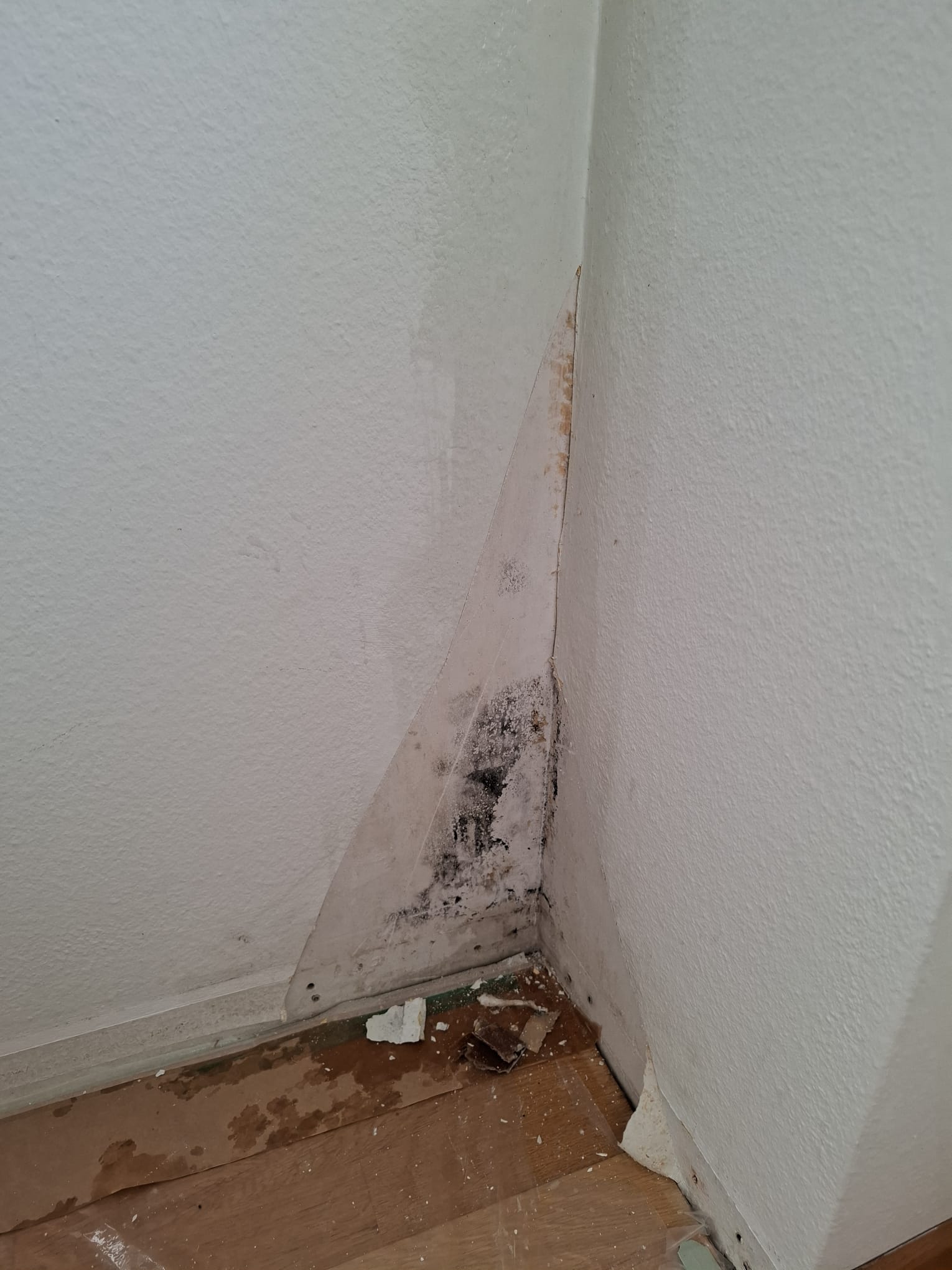 Schimmelsanierung St. Gallen