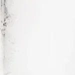 schimmelsanierung sankt gallen